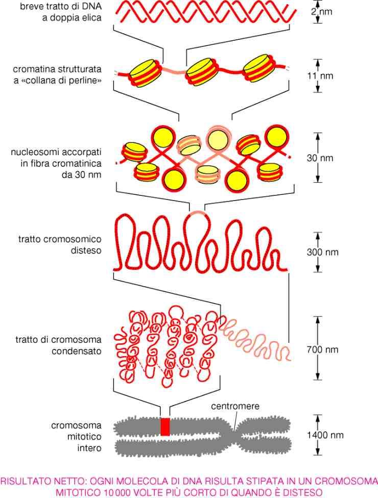 Proteine istoniche Nucleosomi: DNA associato alle proteine istoniche DNA interfasico Nucleosomi associati in modo sempre più compatto da istoni H1 e