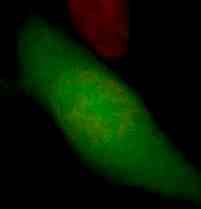 tutti cromosomi L APF promuove la destruzione del MPF (notare la diminuzione della fluorescenza della proteina di fusione): questo