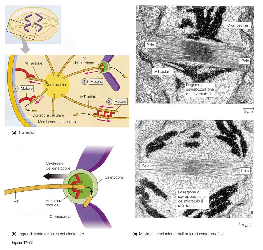 Anafase 3 tipologie di forze concorrono alla separazione dei cromatidi fratelli 3 Regolazione differenziata dei microtubuli 1 2 2 1 3 1 2 1 2 3 3 I microtubuli legati ai cinetocori si accorciano e