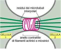 mitosi e si riassemblano nelle cellule figlie 41