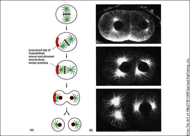 Proteine motrici della famiglia delle dineine associate alla membrana plasmatica sono responsabile dell orientamento del fuso mitotico 49