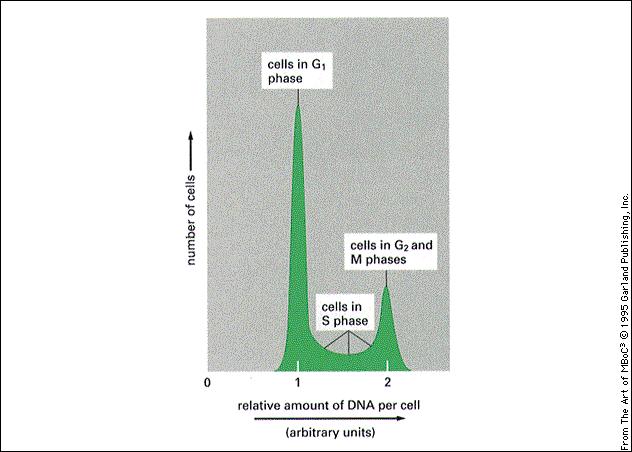 Citologia Animale e Vegetale (corso A - I. Perroteau) - ciclo cellulare 2x2N (=4C) 2N Le cellule in G 2 contengono due volte più DNA della cellule in G 1.