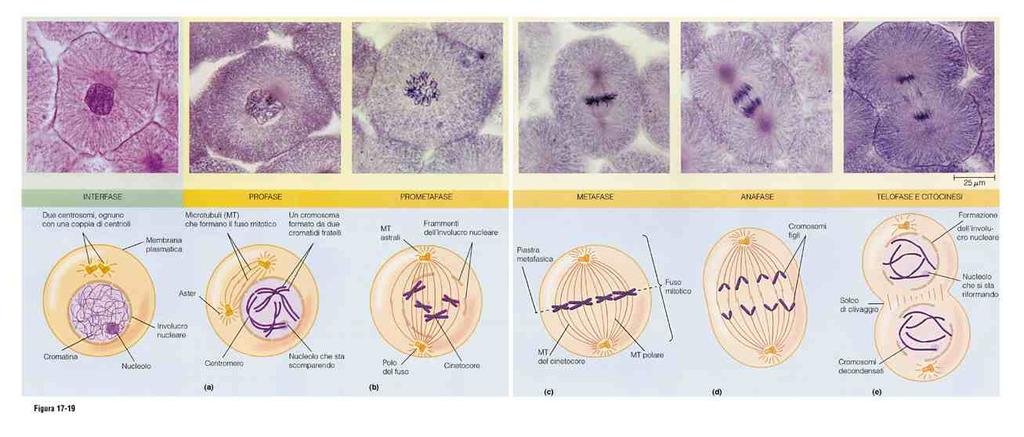 15 mitosis profase prometafase metafase anafase Telofase e citocinesi profase prometafase