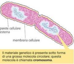 eucariote significa cellula con nucleo ben organizzato.