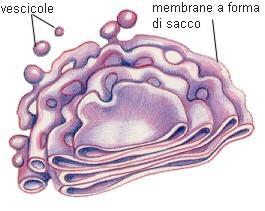 6 La respirazione cellulare Ogni cellula ha il proprio metabolismo che necessita di energia.