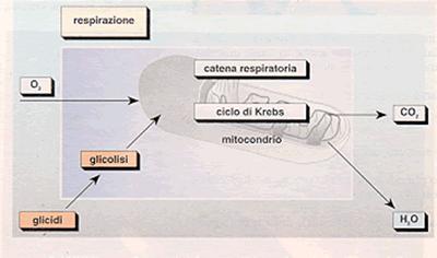 ossigeno per ricavarne energia [ATP].