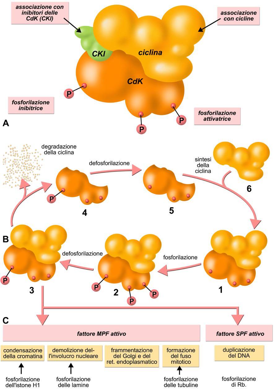 Tav. 266 Le Cdk hanno diverse modalità di regolazione (A) per cui la progressione del ciclo cellulare è il risultato degli effetti combinati di tali attività: 1 associazione con una ciclina; 2