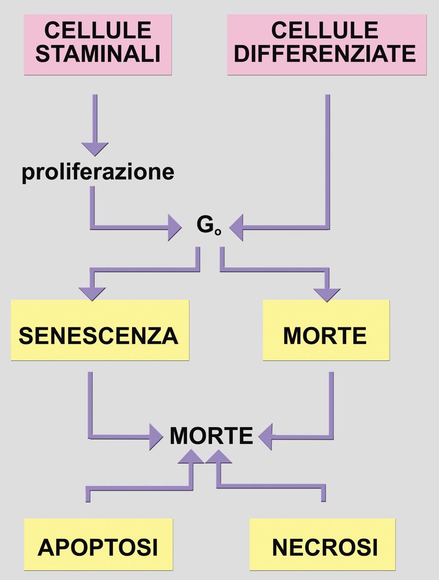 Tav. 268 Tutte le cellule