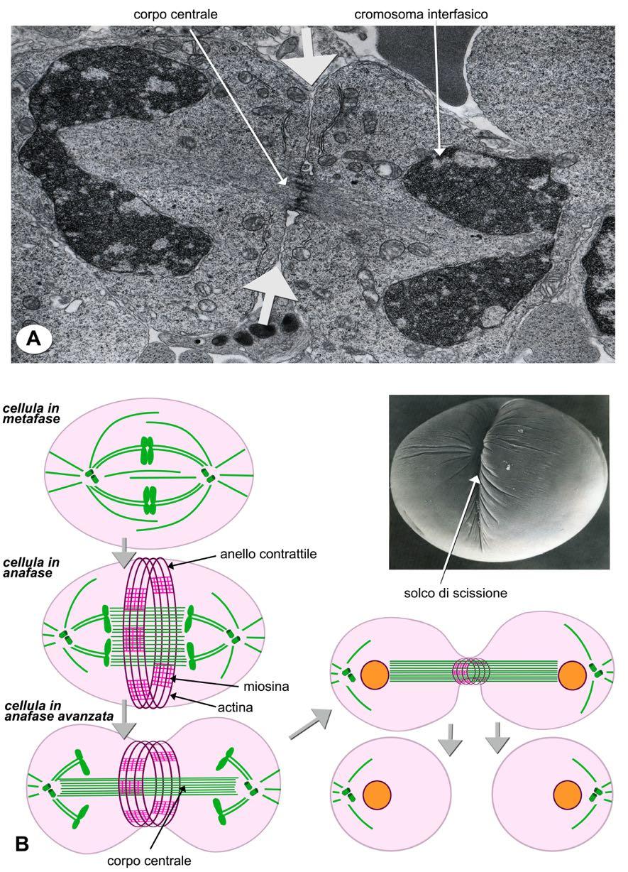 Tav. 263 Aspetti ultrastrutturali della citocinesi di una cellula (A) con in evidenza i cromosomi metafasici e le