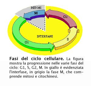 Il ciclo