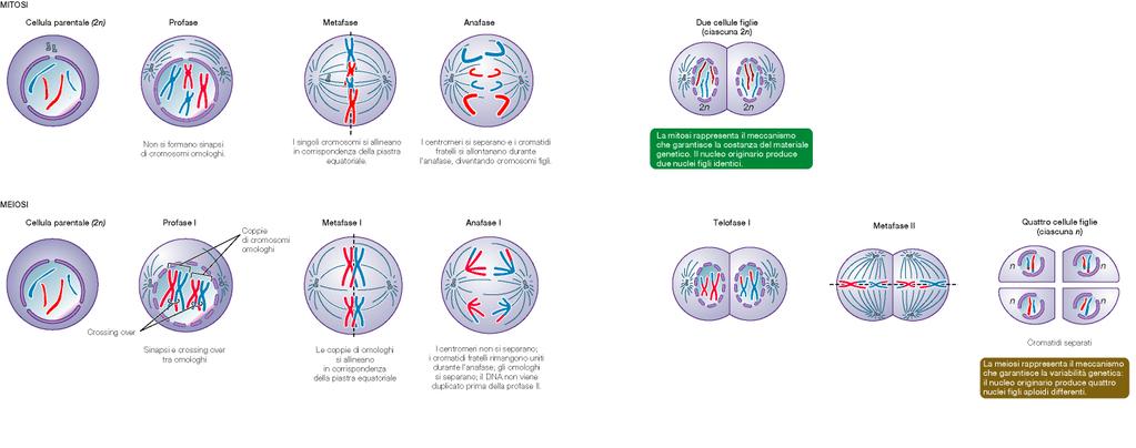 Mitosi e Meiosi Risultato della