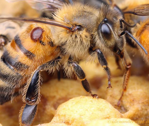 Trattamenti estivi Ormai da tempo si è reso indispensabile il trattamento estivo contro la varroa, il cosiddetto trattamento tampone, da fare nel periodo in qui i raccolti importanti sono finiti ma