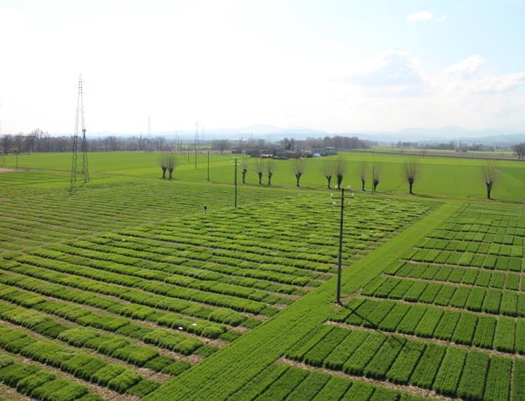 HIGH THROUGHPUT PHENOTYPING