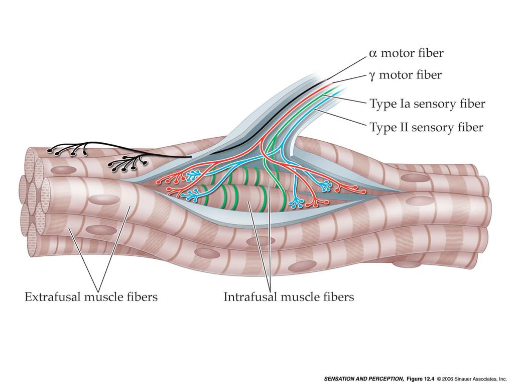 velocità con cui le fibre muscolari stanno variando la loro lunghezza.