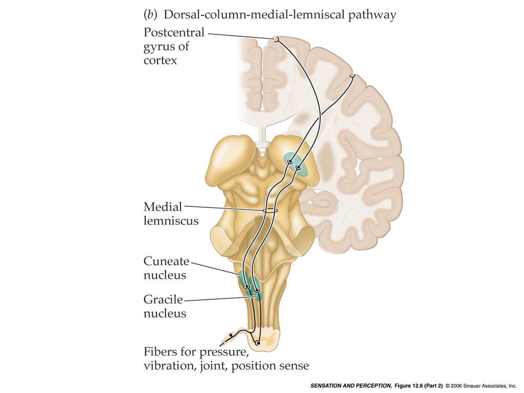 Il viaggio della sensazione somatica: //via spino-talamica laterale: dolore, temperatura percorso Spinotalamico (lento) percorso colonno-dorsale lemnisco mediale (DCLM pathway, veloce) Il viaggio