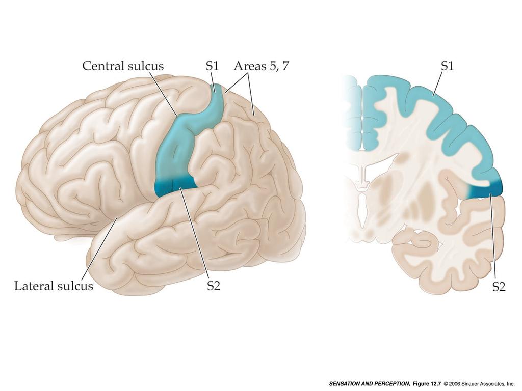 Il viaggio della sensazione somatica: //cervello: aree somatosensitive Dal talamo le informazioni tattili arrivano alla corteccia ed in particolare all area