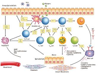 Meccanismi molecolari dell asma Alla base dell asma ci sono eventi infiammatori mediati da fattori solubili chiamati citochine o interleuchine.