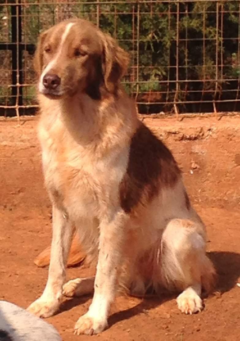 CASTAGNA Sono Castagna, ho tre anni e sono di taglia grande. Ho gli occhi verdi e per questo sono bellissima. Ora sono ospite del rifugio Mongrel dog di Sava.