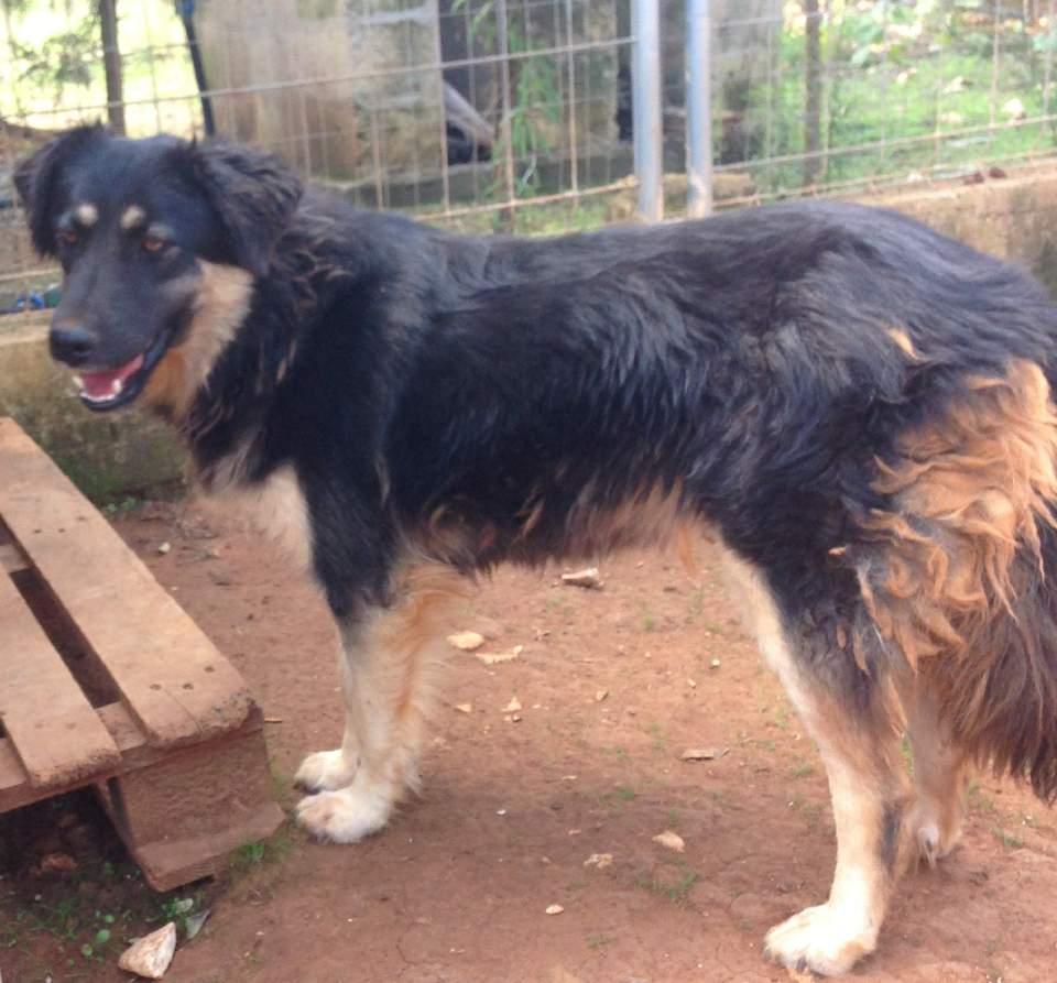 GIOIA Sono una cucciolona di circa quattro anno, di taglia media 15 Kg.