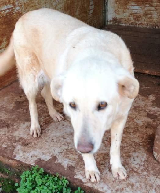 GIULIETTA Sono un cane anziano di circa dieci anni, di taglia media 20 Kg.