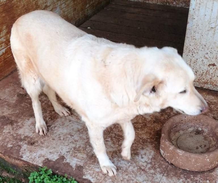 Cerco una famiglia che mi dia serenità. Sono ospite del rifugio Mongrel dog di Sava.