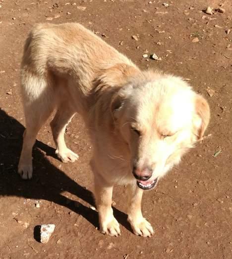 Sono ospite del rifugio Mongrel dog di Sava e cerco una famiglia che si occupi con amore di me.