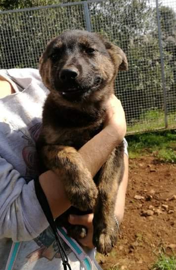 SKY Cucciolo di tre mesi mezzo dagli occhi azzurri.