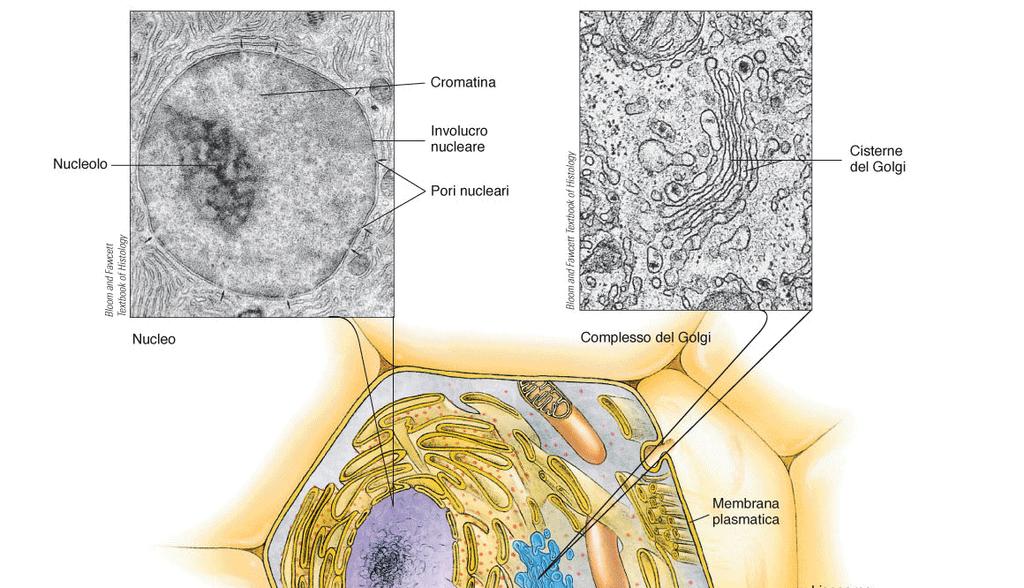 Cellula