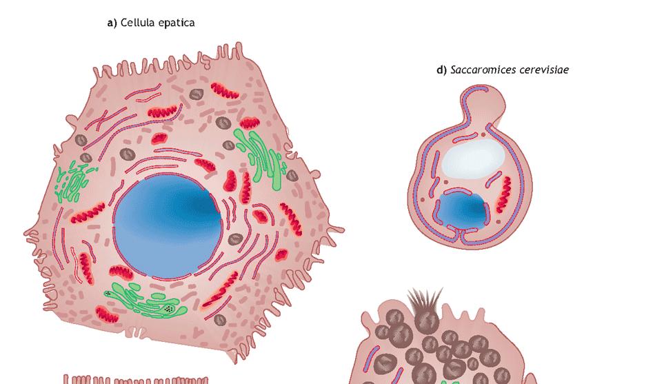 Le forme delle cellule possono