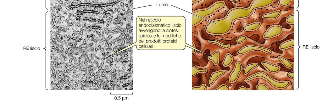 ininterrotto di concamerazioni e tubuli membranosi, che spesso si