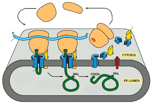 RETICOLO ENDOPLASMATCO RUGOSO Gli mrna che dovranno essere tradotti dai ribosomi associati al RE possiedono un segnale di riconoscimento subunità ribosomiali libere recettore proteico associato al