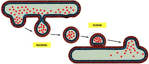 molecole dirette verso la membrana plasmatica, perché destinate a farne parte o seguono la via della secrezione 2.