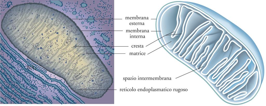 I MITOCONDRI Organelli circondati da membrane che convertono l energia in forme utili a promuovere le reazioni cellulari Carboidrati, aminoacidi e acidi grassi introdotti come alimento