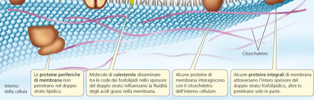 gran quantità di proteine,