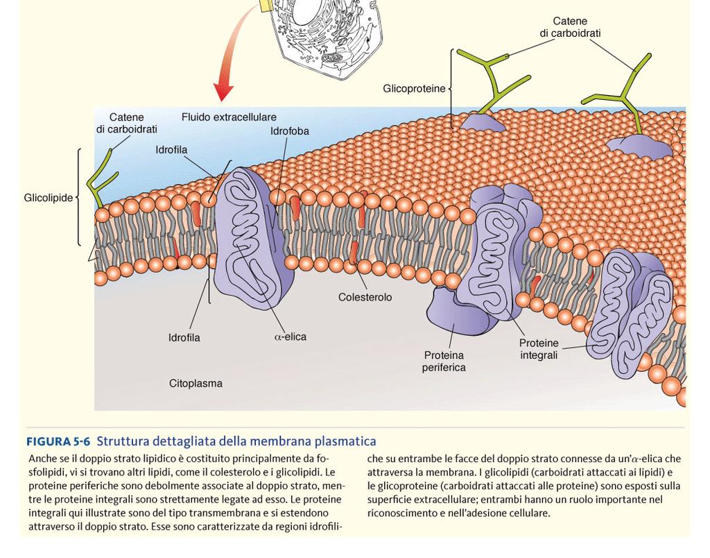 1. Proteine integrali o intrinseche 2.