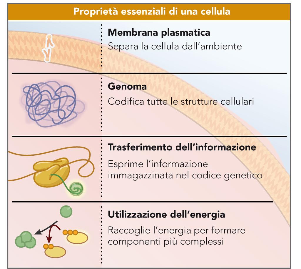 Le proprietà che permettono ad un cellula di