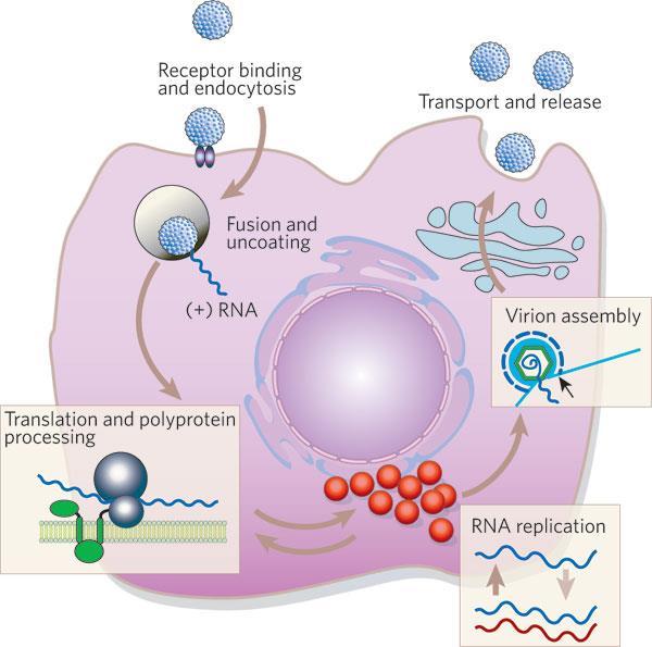 Virus dell epatite C Citologia, Istologia e