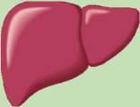 SGLT2i: ipotizzati meccanismi metabolici ed emodinamici α cells Glucagon Improved glycaemic control Ketones Free fatty acids Free fatty acids Adipose tissue Aortic stiffness Wall stress Weight