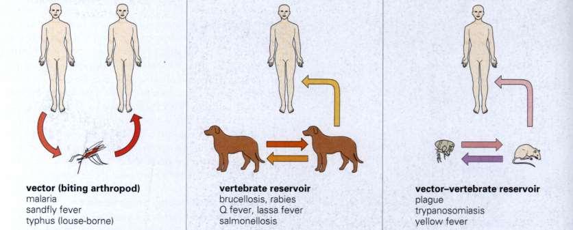 Trasmissione mediante vettori o Zoonosi: Trasmesse da artropodi (Morsi di insetti) o mammiferi (infezioni