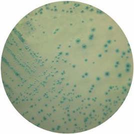 BACILLUS CEREUS CHROMOGENIC AGAR BASE BACILLUS CEREUS Selective Supplement 10 Fiale x 500 ml 10312 16018 E.