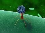 VIRUS (tossina) i virus sono parassiti intracellulari obbligati sono forme di vita latenti che devono sfruttare gli apparati cellulari di un altro