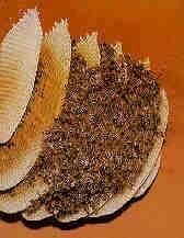 I favi sono costituiti da due tipi di celle, di grandezza diversa, celle per le api operaie e celle per i fuchi. Le celle costruite, per decimetro quadro, sono variabili a seconda della razza di api.