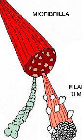 muscolari omiofibrille ofilamenti proteici