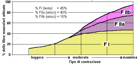 Contrazione muscolare e fibre attivate