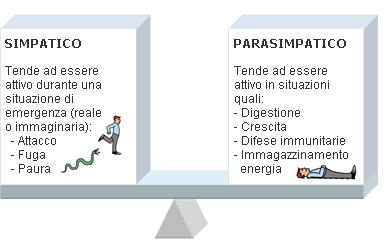 Sistema nervoso autonomo (SNA) Giorgio