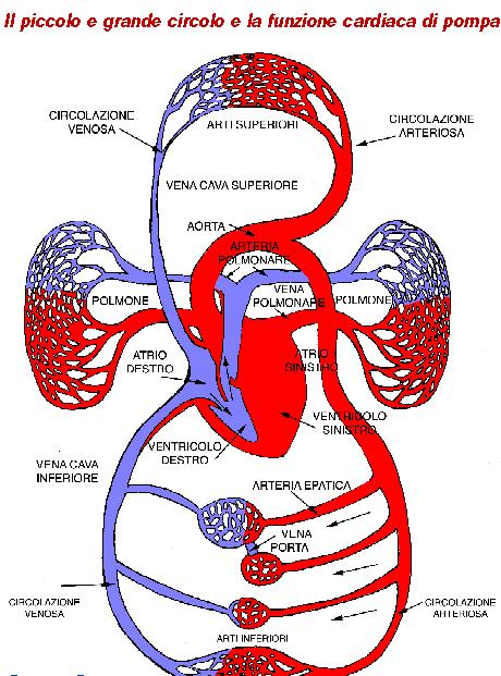 L apparato cardiocircolatorio (Trasporto O 2, substrati energetici, smaltimento lattato) Si modifica con l allenamento in maniera sensibile e