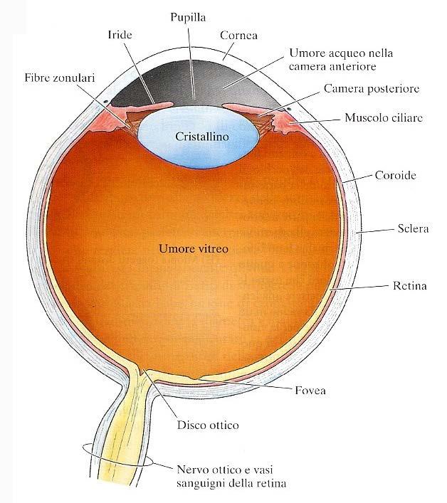 LEZIONE 11: VISTA iride pupilla cornea fibre zonulari umore acqueo muscolo ciliare coroide sclera retina fovea disco ottico nervo ottico strato esterno: cornea, congiuntiva, sclera strato intermedio: