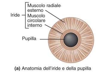 Regolazione del diametro della pupilla IRIDE Radiale esterno Circolare interno 2 strati di muscolo liscio