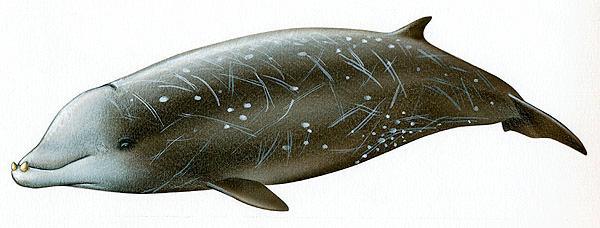 un tempo distribuito in tutto il Mediterraneo. Negli ultimi decenni invece, la specie ha subito un drammatico declino ed è scomparsa da larghe porzioni del bacino (Bearzi et al., 2003).