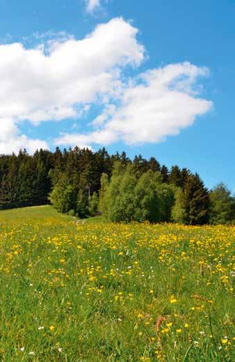 Perciò l azienda copre il suo fabbisogno energetico per oltre il 70 % con elettricità verde e si prefigge di aumentare sempre più tale percentuale.